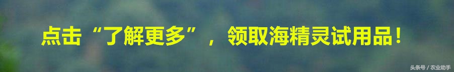 甜瓜长斑能吃吗,导致甜瓜长斑的原因是啥