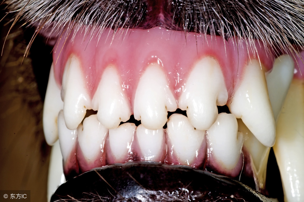 原来小狗子也有换牙期,小狗最后一次换牙