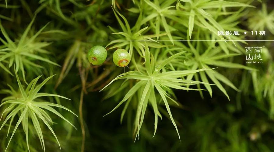 顽强的苔藓给人一种坚强的毅力,苔藓之美禅意之境