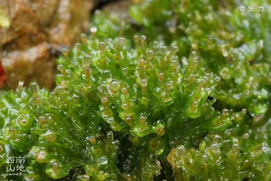 顽强的苔藓给人一种坚强的毅力,苔藓之美禅意之境