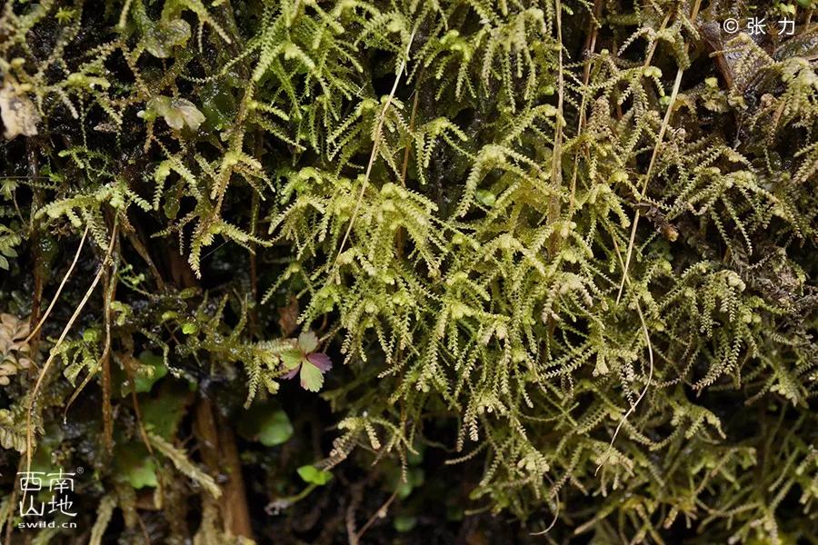 顽强的苔藓给人一种坚强的毅力,苔藓之美禅意之境