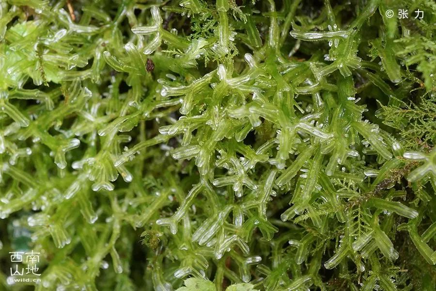 顽强的苔藓给人一种坚强的毅力,苔藓之美禅意之境