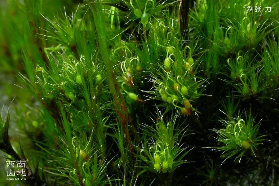 顽强的苔藓给人一种坚强的毅力,苔藓之美禅意之境