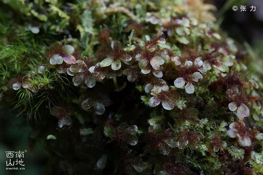 顽强的苔藓给人一种坚强的毅力,苔藓之美禅意之境