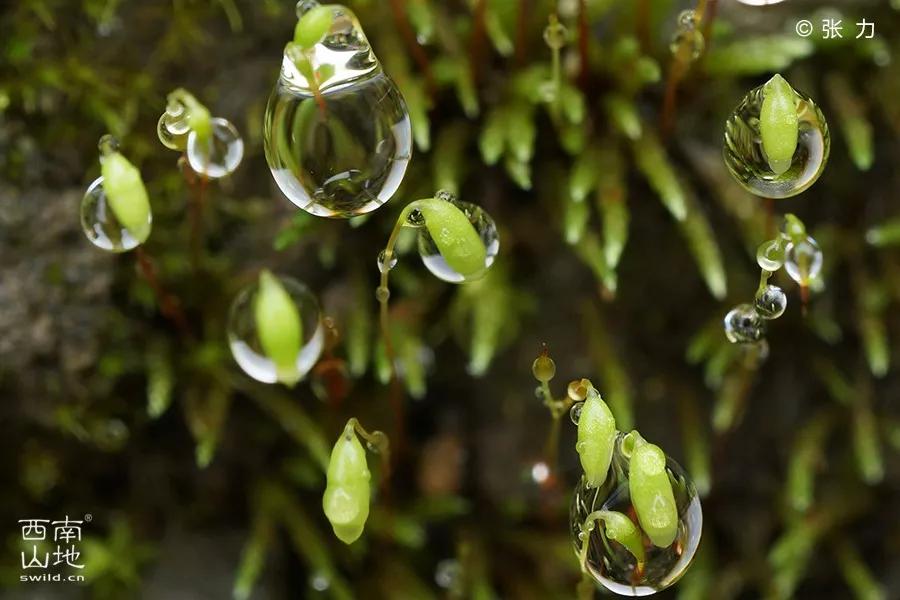 顽强的苔藓给人一种坚强的毅力,苔藓之美禅意之境