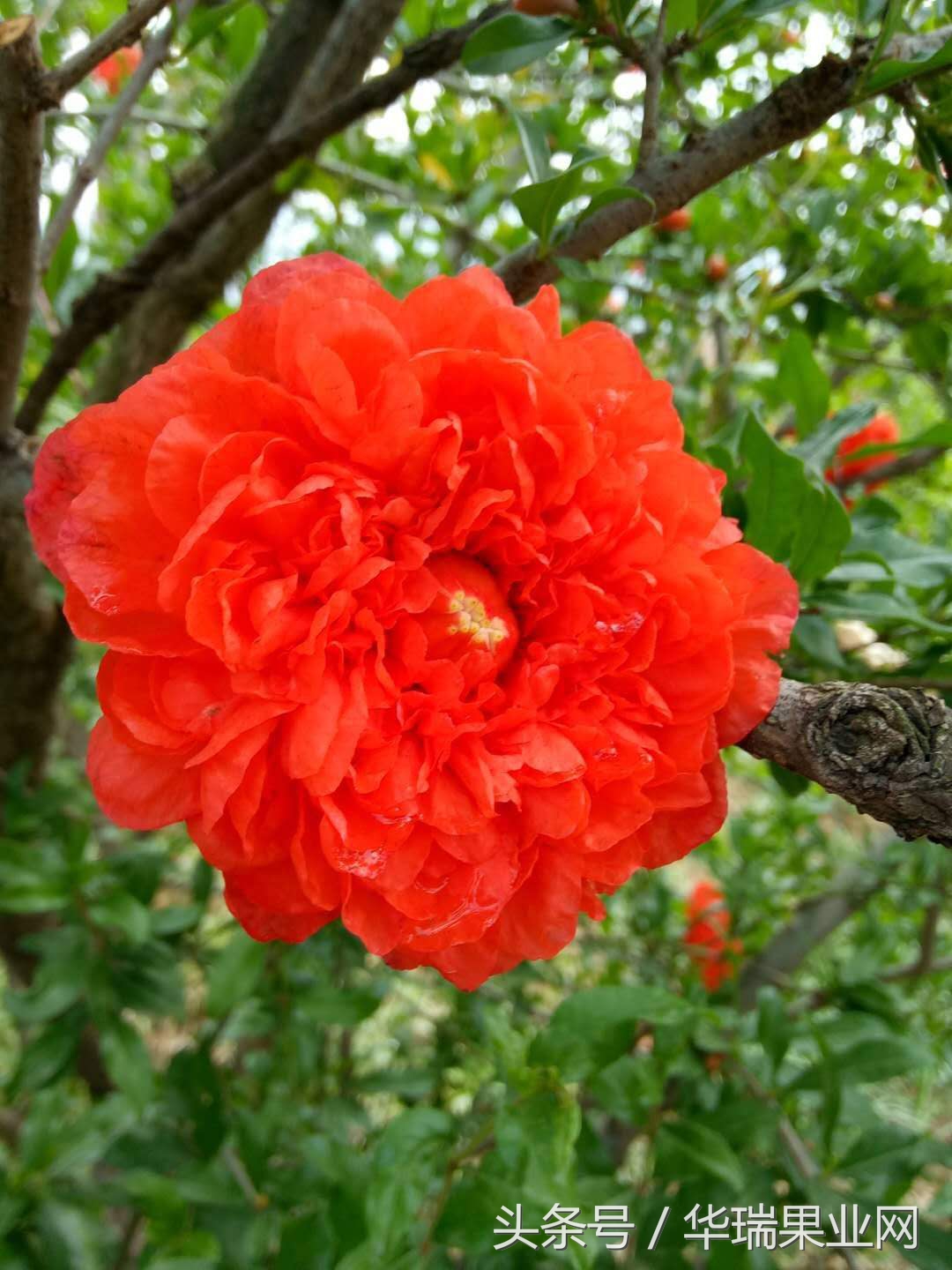 盆栽石榴花哪个季节开花,石榴花盆栽冬天如何过冬
