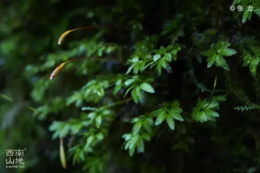 顽强的苔藓给人一种坚强的毅力,苔藓之美禅意之境