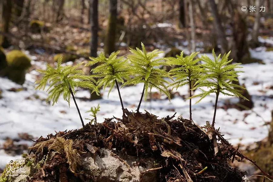 顽强的苔藓给人一种坚强的毅力,苔藓之美禅意之境