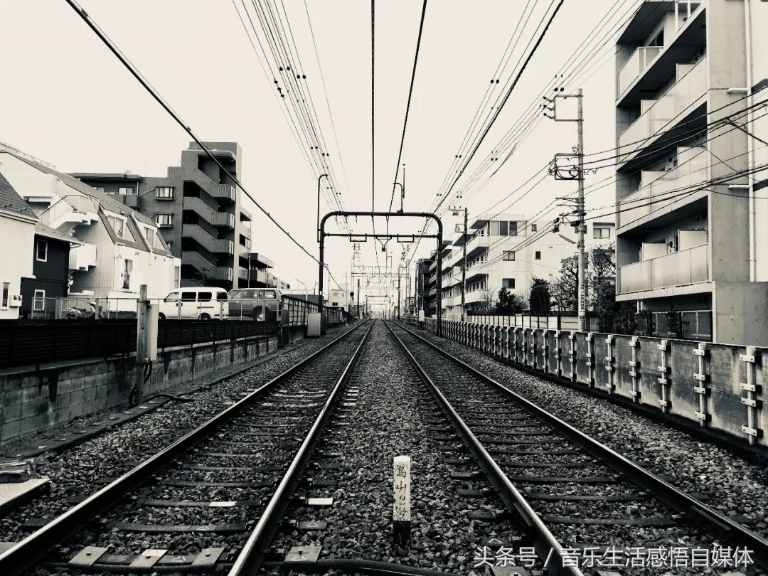 洋韭菜和土韭菜,喜欢吃韭菜的老韭菜