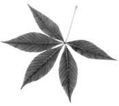 奥巴马任总统时每年都要去几次的“公立常春藤”大学就是它