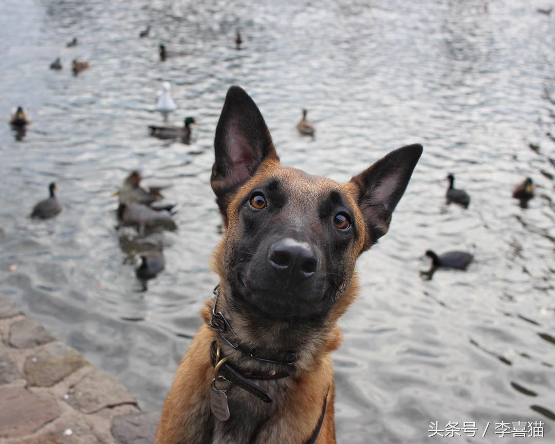 和德牧平站平坐的狗是哪种狗,和德牧长得很像的小体型狼狗
