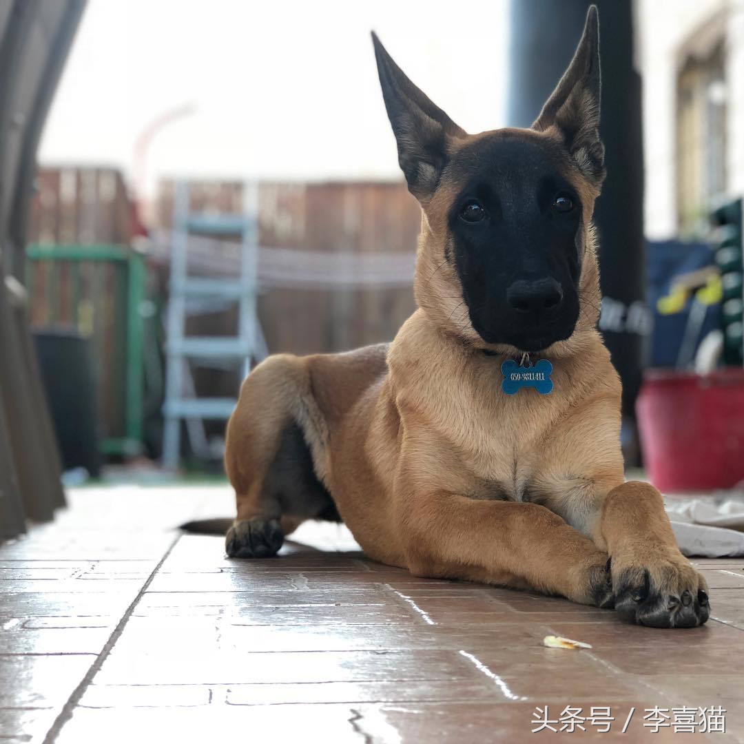 和德牧平站平坐的狗是哪种狗,和德牧长得很像的小体型狼狗