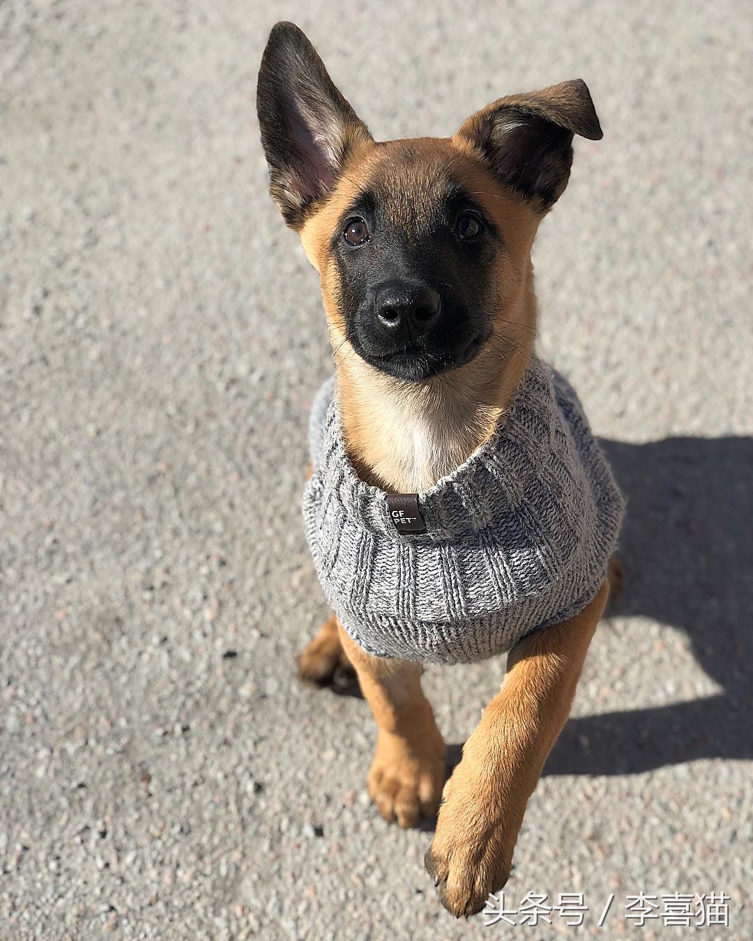 和德牧平站平坐的狗是哪种狗,和德牧长得很像的小体型狼狗