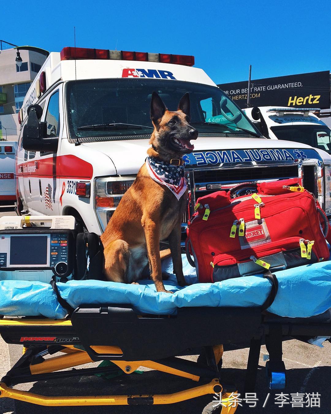 和德牧平站平坐的狗是哪种狗,和德牧长得很像的小体型狼狗