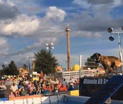 和德牧平站平坐的狗是哪种狗,和德牧长得很像的小体型狼狗