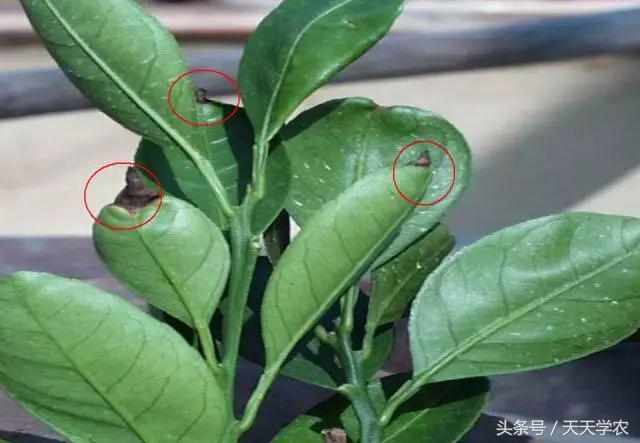 柑橘幼苗黄化怎么回事,柑橘幼树春梢突然黄化是怎么回事