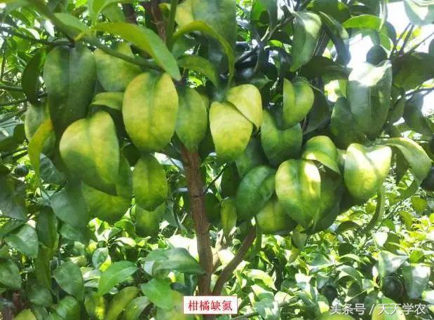 柑橘幼苗黄化怎么回事,柑橘幼树春梢突然黄化是怎么回事