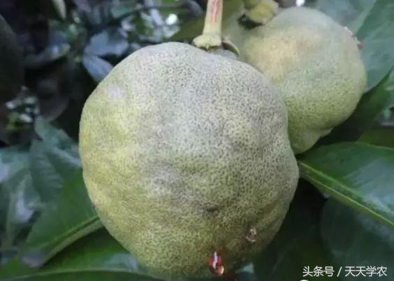 柑橘幼苗黄化怎么回事,柑橘幼树春梢突然黄化是怎么回事