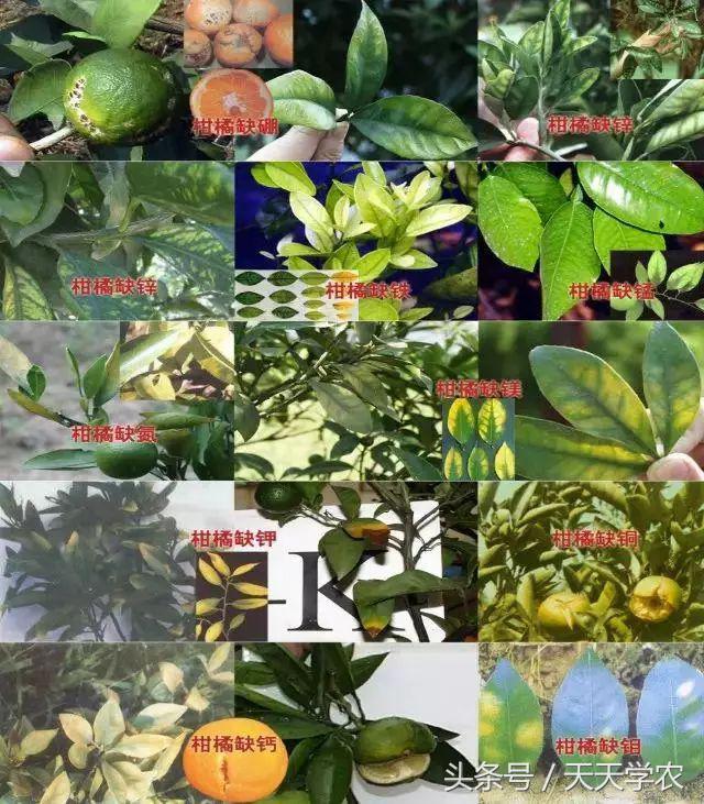 柑橘幼苗黄化怎么回事,柑橘幼树春梢突然黄化是怎么回事