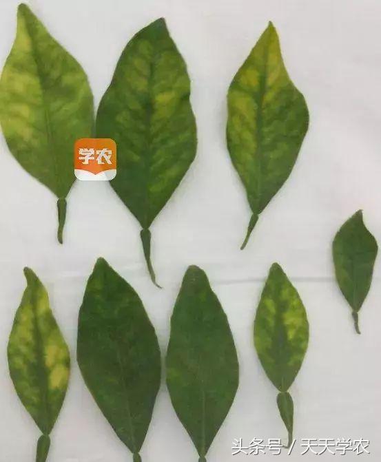 柑橘幼苗黄化怎么回事,柑橘幼树春梢突然黄化是怎么回事