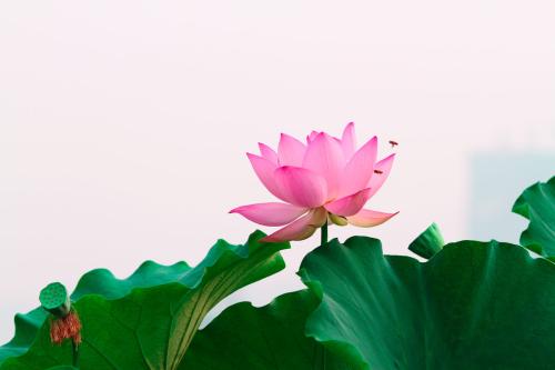 荷花的养殖,荷花的养殖方法用什么肥料