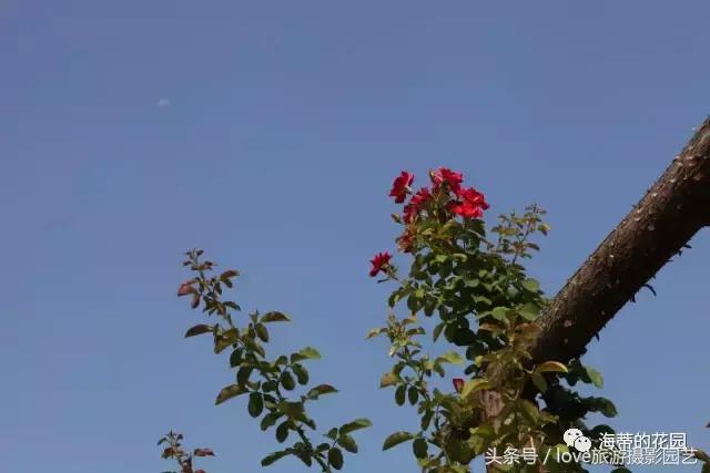 怎么种好盆栽,如何种好一棵植物