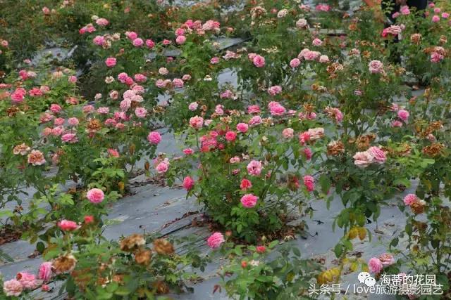 怎么种好盆栽,如何种好一棵植物