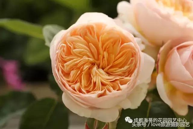 怎么种好盆栽,如何种好一棵植物