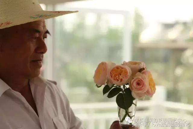 怎么种好盆栽,如何种好一棵植物