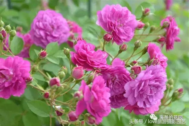 怎么种好盆栽,如何种好一棵植物