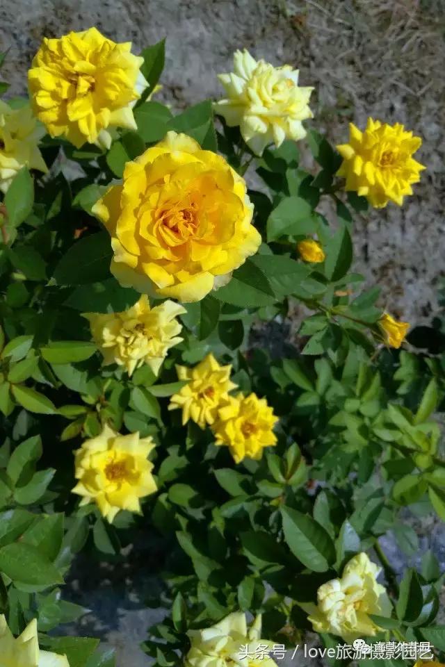 怎么种好盆栽,如何种好一棵植物