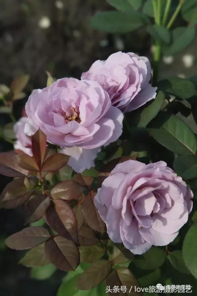 怎么种好盆栽,如何种好一棵植物