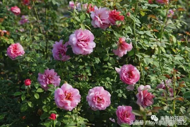 怎么种好盆栽,如何种好一棵植物