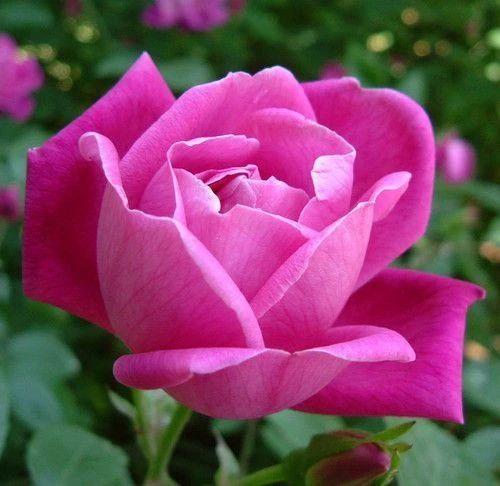 蔷薇月季玫瑰的区别,玫瑰是月季和蔷薇的杂交