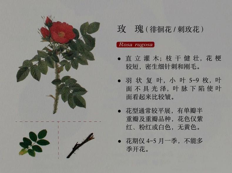 蔷薇月季玫瑰的区别,玫瑰是月季和蔷薇的杂交