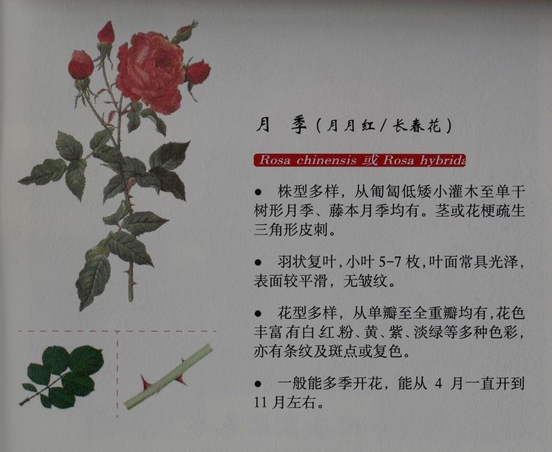 蔷薇月季玫瑰的区别,玫瑰是月季和蔷薇的杂交