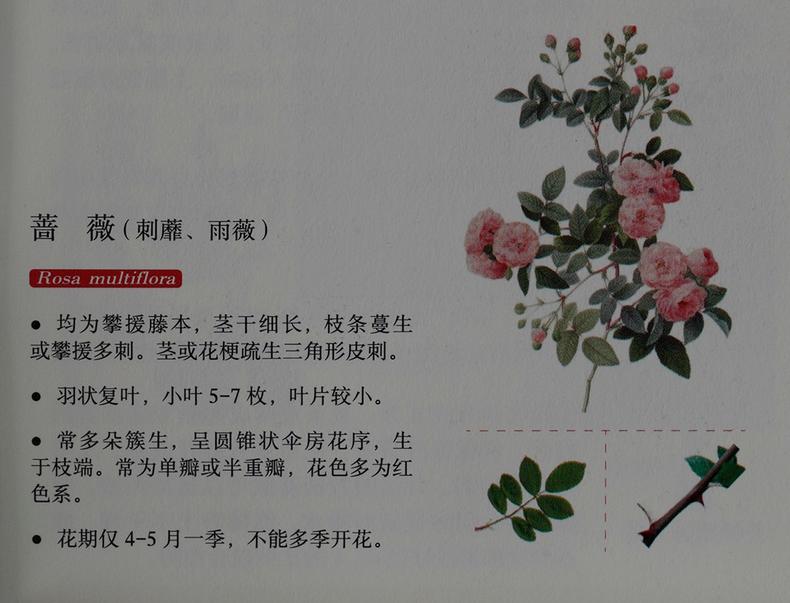 蔷薇月季玫瑰的区别,玫瑰是月季和蔷薇的杂交