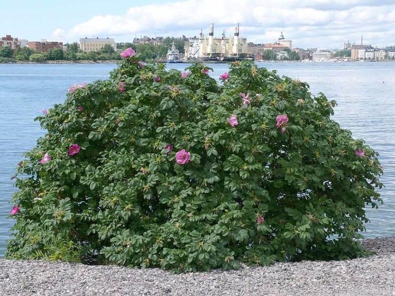 蔷薇月季玫瑰的区别,玫瑰是月季和蔷薇的杂交