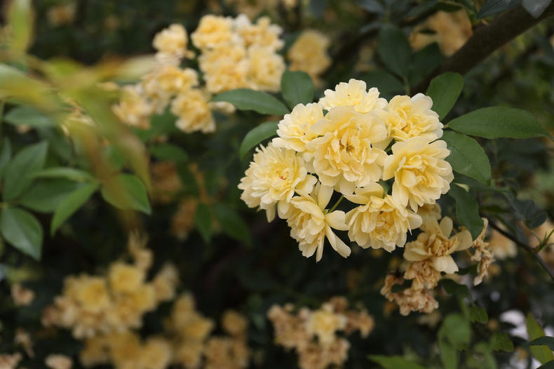 蔷薇月季玫瑰的区别,玫瑰是月季和蔷薇的杂交