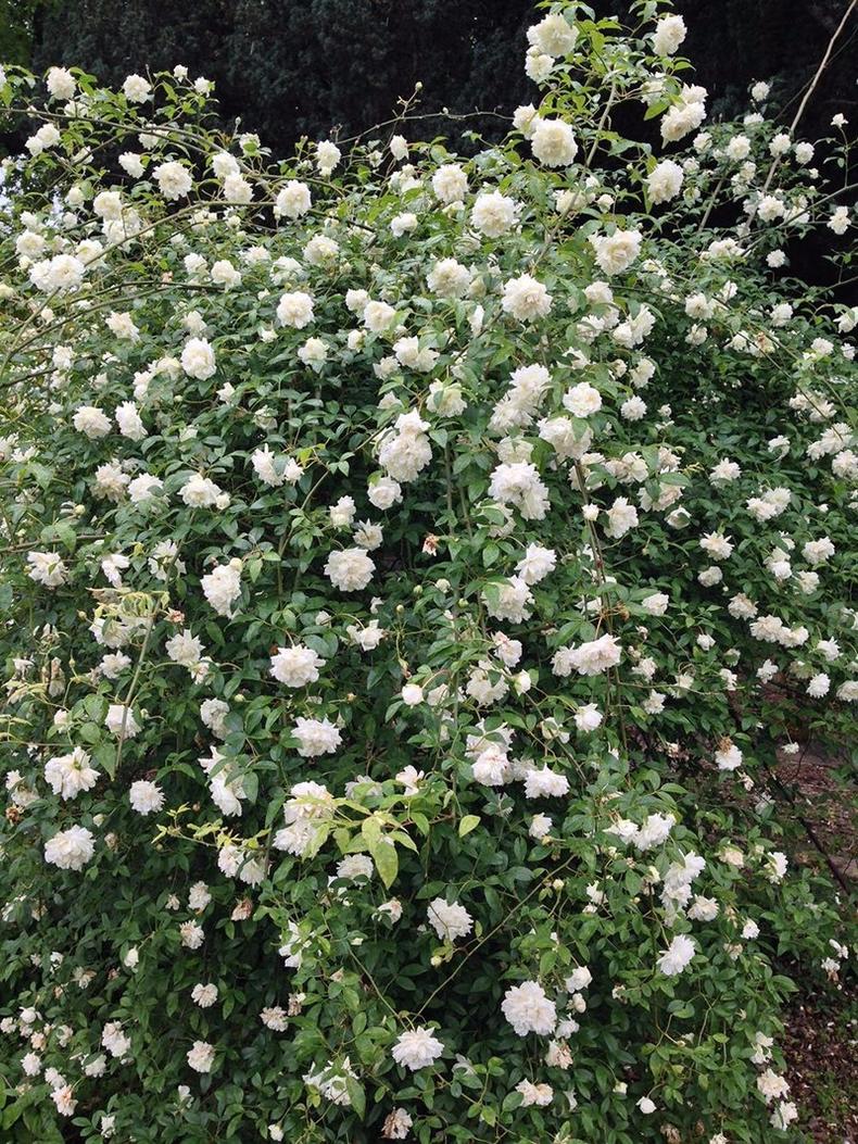 蔷薇月季玫瑰的区别,玫瑰是月季和蔷薇的杂交