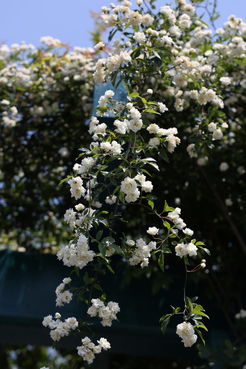 蔷薇月季玫瑰的区别,玫瑰是月季和蔷薇的杂交