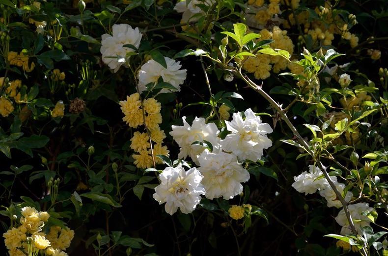 蔷薇月季玫瑰的区别,玫瑰是月季和蔷薇的杂交