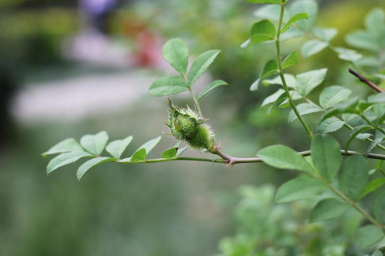 蔷薇月季玫瑰的区别,玫瑰是月季和蔷薇的杂交