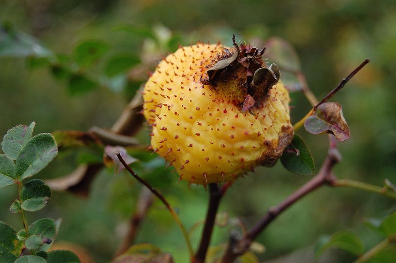 蔷薇月季玫瑰的区别,玫瑰是月季和蔷薇的杂交
