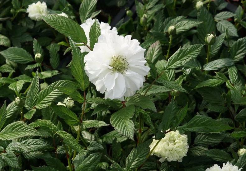 蔷薇月季玫瑰的区别,玫瑰是月季和蔷薇的杂交