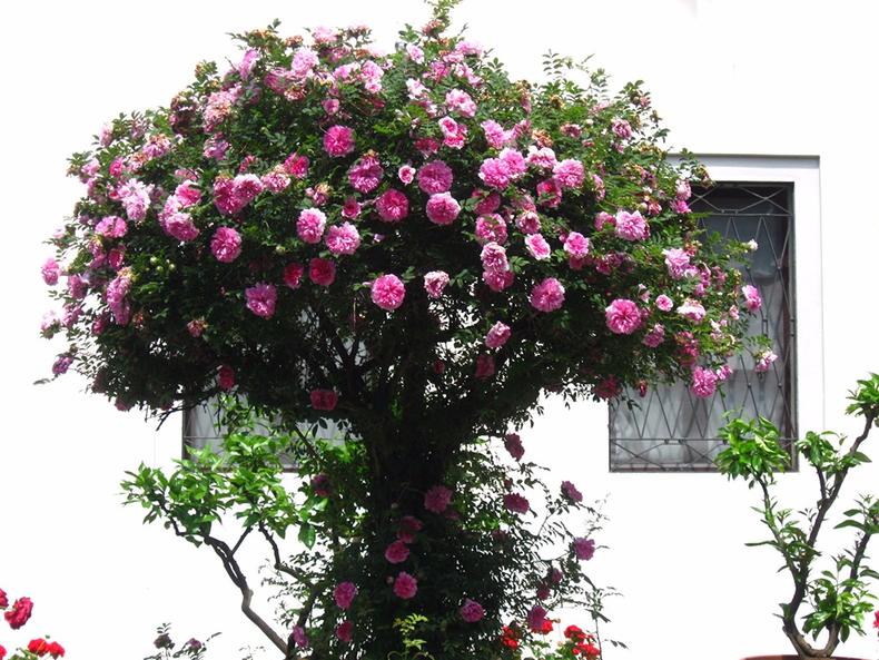 蔷薇月季玫瑰的区别,玫瑰是月季和蔷薇的杂交