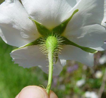 蔷薇月季玫瑰的区别,玫瑰是月季和蔷薇的杂交