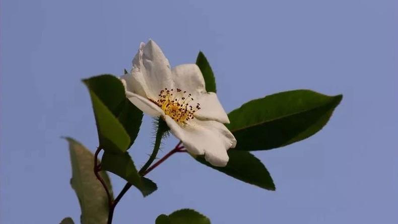 蔷薇月季玫瑰的区别,玫瑰是月季和蔷薇的杂交