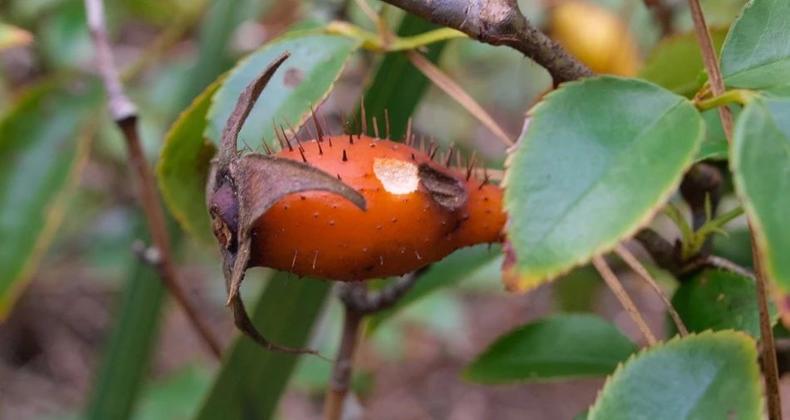 蔷薇月季玫瑰的区别,玫瑰是月季和蔷薇的杂交