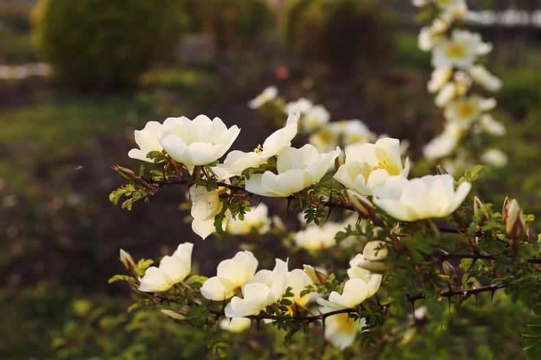 蔷薇月季玫瑰的区别,玫瑰是月季和蔷薇的杂交